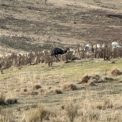 Dromaius novaehollandiae (Emu) at Kambah, ACT - 9 Aug 2025 by BeraniBear