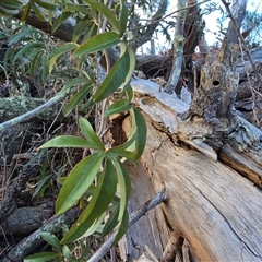 Passiflora caerulea (Blue Passionflower) at Isaacs, ACT - 9 Aug 2025 by Mike