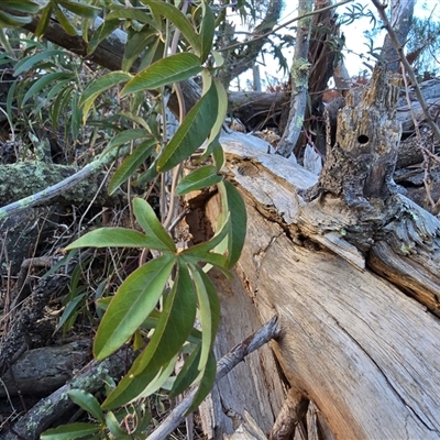 Passiflora caerulea (Blue Passionflower) at Isaacs, ACT - 9 Aug 2025 by Mike