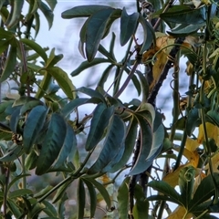 Passiflora caerulea at Isaacs, ACT - 9 Aug 2025 04:34 PM