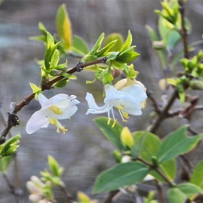 Lonicera fragrantissima (Winter Honeysuckle) at Isaacs, ACT - 9 Aug 2025 by Mike