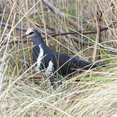 Leucosarcia melanoleuca (Wonga Pigeon) at Tharwa, ACT - 9 Aug 2025 by LineMarie