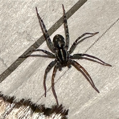 Nyssus coloripes (Spotted Ground Swift Spider) at Aranda, ACT - 4 Aug 2025 by KMcCue