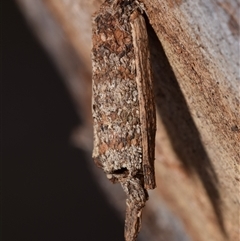 Trigonocyttara clandestina (Less-stick Case Moth) at Pialligo, ACT - 9 Aug 2025 by DianneClarke