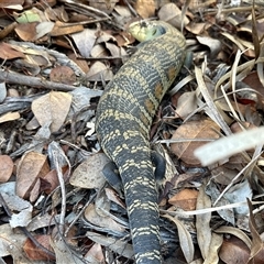 Tiliqua scincoides scincoides (Eastern Blue-tongue) at Aranda, ACT - 9 Aug 2025 by KMcCue