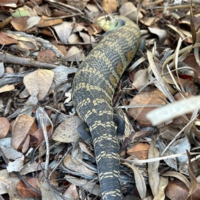 Tiliqua scincoides scincoides (Eastern Blue-tongue) at Aranda, ACT - 9 Aug 2025 by KMcCue