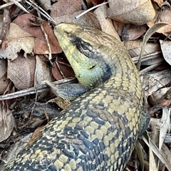 Tiliqua scincoides scincoides at Aranda, ACT - 9 Aug 2025 03:39 PM