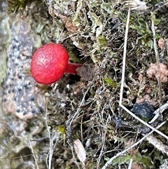 Hygrocybe sp. ‘red’ (A Waxcap) at Acton, ACT - 9 Aug 2025 by Clarel