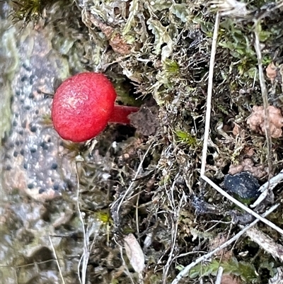 Hygrocybe sp. ‘red’ (A Waxcap) at Acton, ACT - 9 Aug 2025 by Clarel