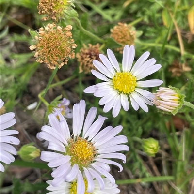 Calotis glandulosa (Mauve Burr-daisy) at Bendoura, NSW - 4 Feb 2024 by JaneR