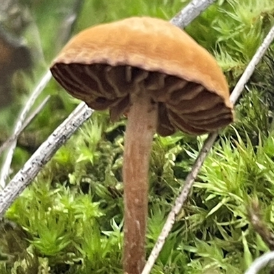 Unverified Cap on a stem; gills below cap [mushrooms or mushroom-like] at Acton, ACT - 9 Aug 2025 by Clarel