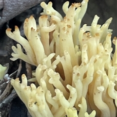 Ramaria sp. at Acton, ACT - 9 Aug 2025 by Clarel