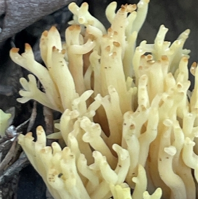 Ramaria sp. at Acton, ACT - 9 Aug 2025 by Clarel