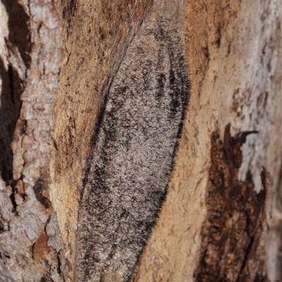 Chelepteryx collesi (White-stemmed Gum Moth) at Pialligo, ACT - 9 Aug 2025 by DianneClarke