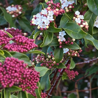 Viburnum tinus (Laurustinus) at Isaacs, ACT - 9 Aug 2025 by Mike