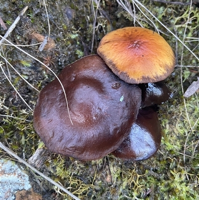 Unverified Cap on a stem; gills below cap [mushrooms or mushroom-like] at Acton, ACT - 9 Aug 2025 by Clarel