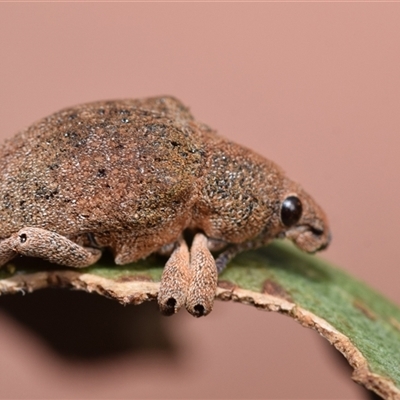 Gonipterus sp. (genus) (Eucalyptus Weevil) at Pialligo, ACT - 9 Aug 2025 by DianneClarke