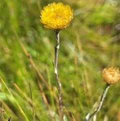 Coronidium gunnianum (Gunn's Everlasting) at Bendoura, NSW - 17 Feb 2024 by JaneR