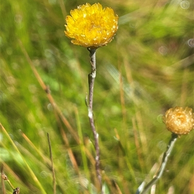 Coronidium gunnianum (Gunn's Everlasting) at Bendoura, NSW - 17 Feb 2024 by JaneR