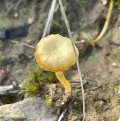 Lichenomphalia chromacea (Yellow Navel) at Acton, ACT - 9 Aug 2025 by Clarel