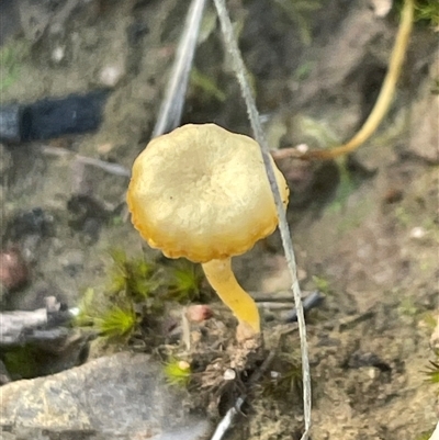 Lichenomphalia chromacea (Yellow Navel) at Acton, ACT - 9 Aug 2025 by Clarel