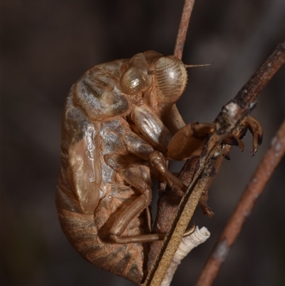 Psaltoda moerens (Redeye cicada) at Pialligo, ACT - 9 Aug 2025 by DianneClarke