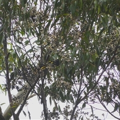 Anthochaera phrygia (Regent Honeyeater) by mroseby