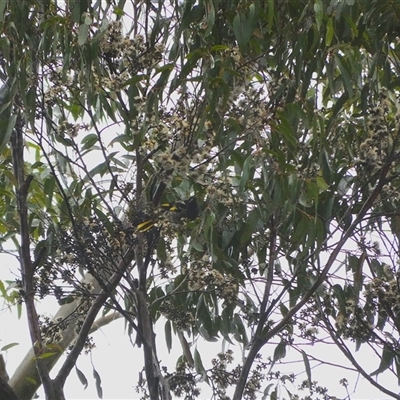 Anthochaera phrygia (Regent Honeyeater) at  - suppressed by mroseby