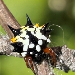 Austracantha minax (Christmas Spider, Jewel Spider) at Stirling, ACT - 3 Feb 2025 by JacquiMillard