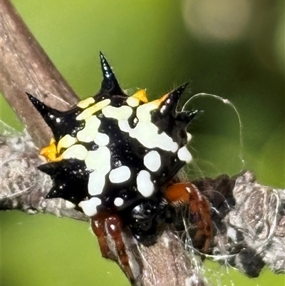 Austracantha minax (Christmas Spider, Jewel Spider) at Stirling, ACT - 3 Feb 2025 by JacquiMillard