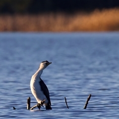 Microcarbo melanoleucos (Little Pied Cormorant) at Googong, NSW - 7 Aug 2025 by jb2602