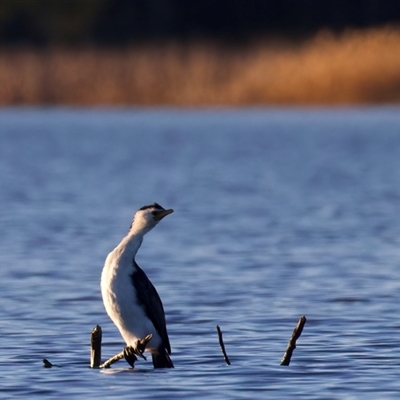 Microcarbo melanoleucos (Little Pied Cormorant) at Googong, NSW - 7 Aug 2025 by jb2602