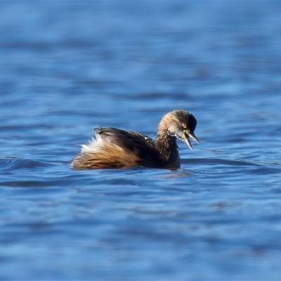 Tachybaptus novaehollandiae (Australasian Grebe) at Googong, NSW - 7 Aug 2025 by jb2602