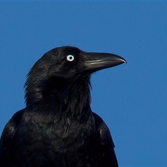 Corvus coronoides (Australian Raven) at Googong, NSW - 7 Aug 2025 by jb2602