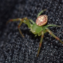 Tharrhalea pulleinei (Pulleine's Crab Spider) at Pialligo, ACT - 9 Aug 2025 by DianneClarke