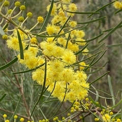 Unverified Wattle by pls047
