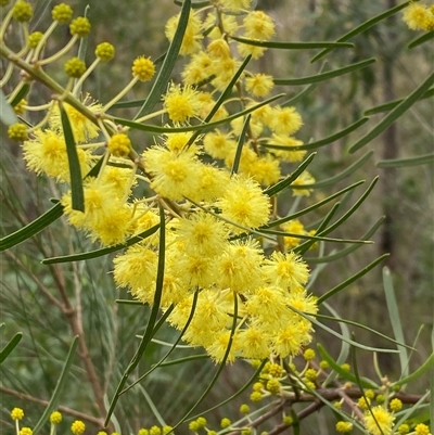 Unverified Wattle at  - suppressed by pls047