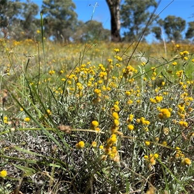 Chrysocephalum apiculatum (Common Everlasting) at Sutton, NSW - 2 Feb 2024 by SustainableSeg