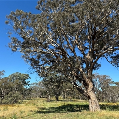 Eucalyptus melliodora (Yellow Box) at Sutton, NSW - 2 Feb 2024 by SustainableSeg