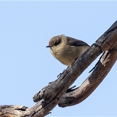 Acanthiza reguloides (Buff-rumped Thornbill) at Hawker, ACT - 6 Aug 2025 by AlisonMilton