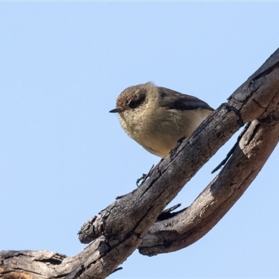 Acanthiza reguloides (Buff-rumped Thornbill) at Hawker, ACT - 6 Aug 2025 by AlisonMilton