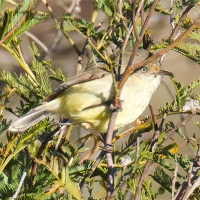 Acanthiza reguloides (Buff-rumped Thornbill) at Yarrow, NSW - 5 Aug 2025 by jb2602