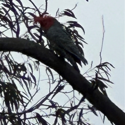 Callocephalon fimbriatum (Gang-gang Cockatoo) at Aranda, ACT - 9 Aug 2025 by lbradley
