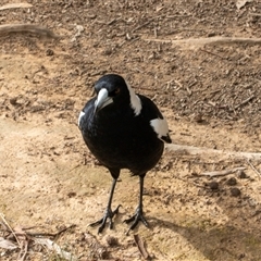 Gymnorhina tibicen (Australian Magpie) at Turner, ACT - 9 Aug 2025 by AlisonMilton