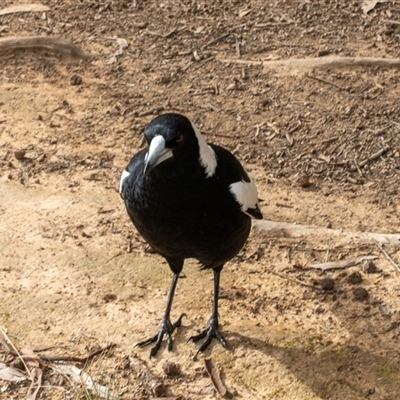 Gymnorhina tibicen (Australian Magpie) at Turner, ACT - 9 Aug 2025 by AlisonMilton