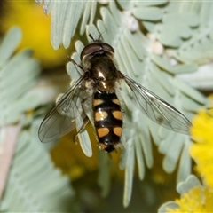 Melangyna viridiceps (Hover fly) at Turner, ACT - 9 Aug 2025 by AlisonMilton