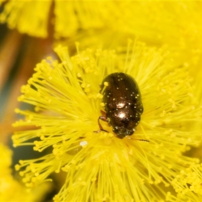 Chaetocnema sp. (a flea beetle) at Turner, ACT - 9 Aug 2025 by AlisonMilton