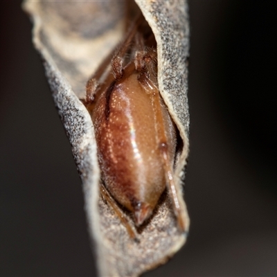 Cheiracanthium gracile (Slender sac spider) at Pialligo, ACT - 9 Aug 2025 by AlisonMilton