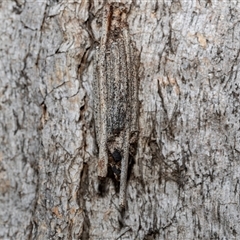 Clania (genus) (A case moth) at Pialligo, ACT - 9 Aug 2025 by AlisonMilton