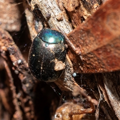 Chrysolina quadrigemina (Greater St Johns Wort beetle) at Pialligo, ACT - 9 Aug 2025 by AlisonMilton
